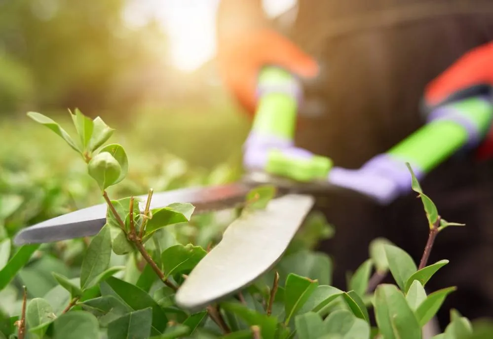 gardener hands cutting bushes with large trimmers