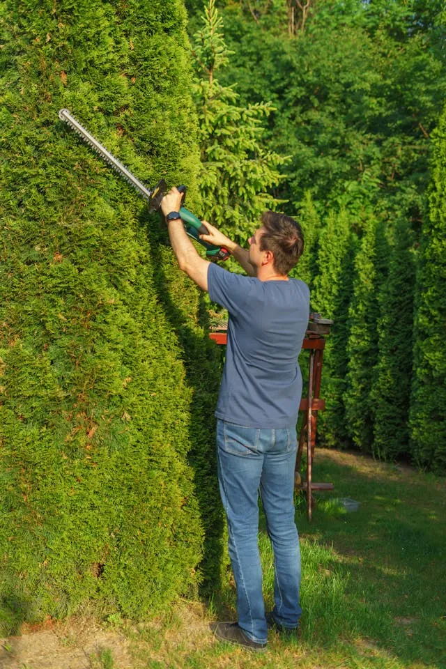a man neatly trimming limbs off cluttered bushes