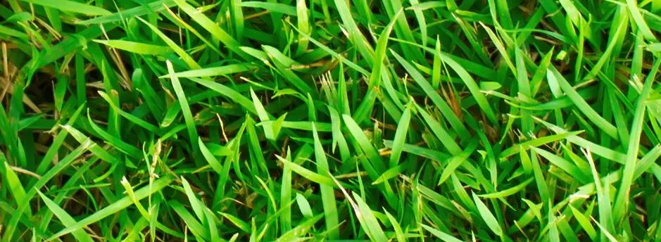 grass texture pattern