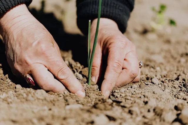 two hands planting a fresh seedling into the dirt