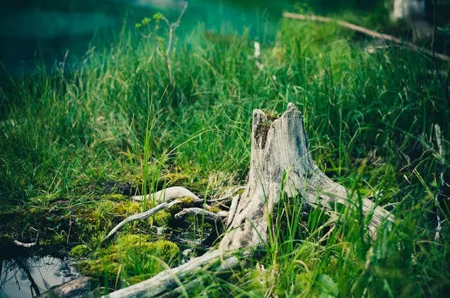 a long dead stump sitting beside a mossy creek bed